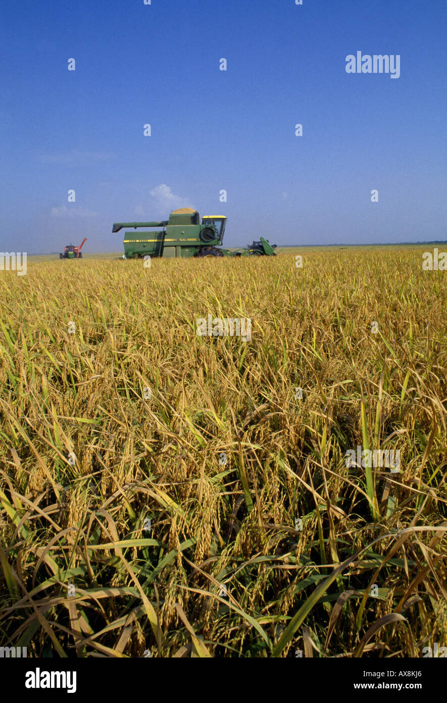 COMBINING LE BONNET RICE ARKANSAS Stock Photo - Alamy