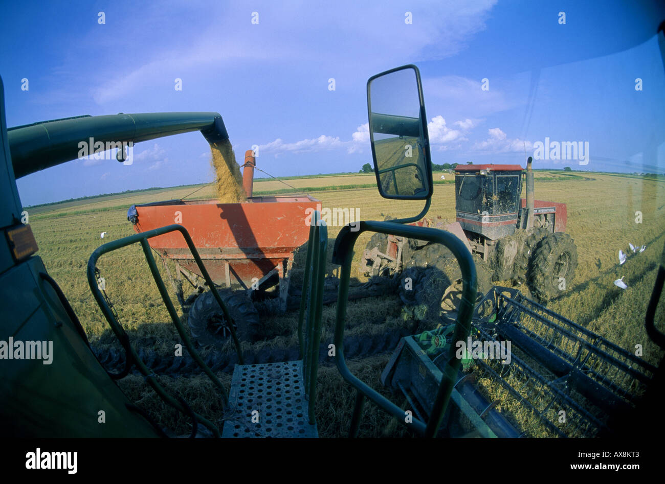 RICE HARVESTING FROM INSIDE CAB OF JOHN DEERE CTS COMBINE HARVESTING RICE LOUISIANA Stock Photo