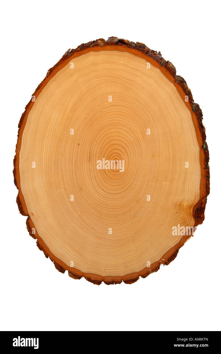 Tree trunk cross section showing growth rings cut out on white background Stock Photo