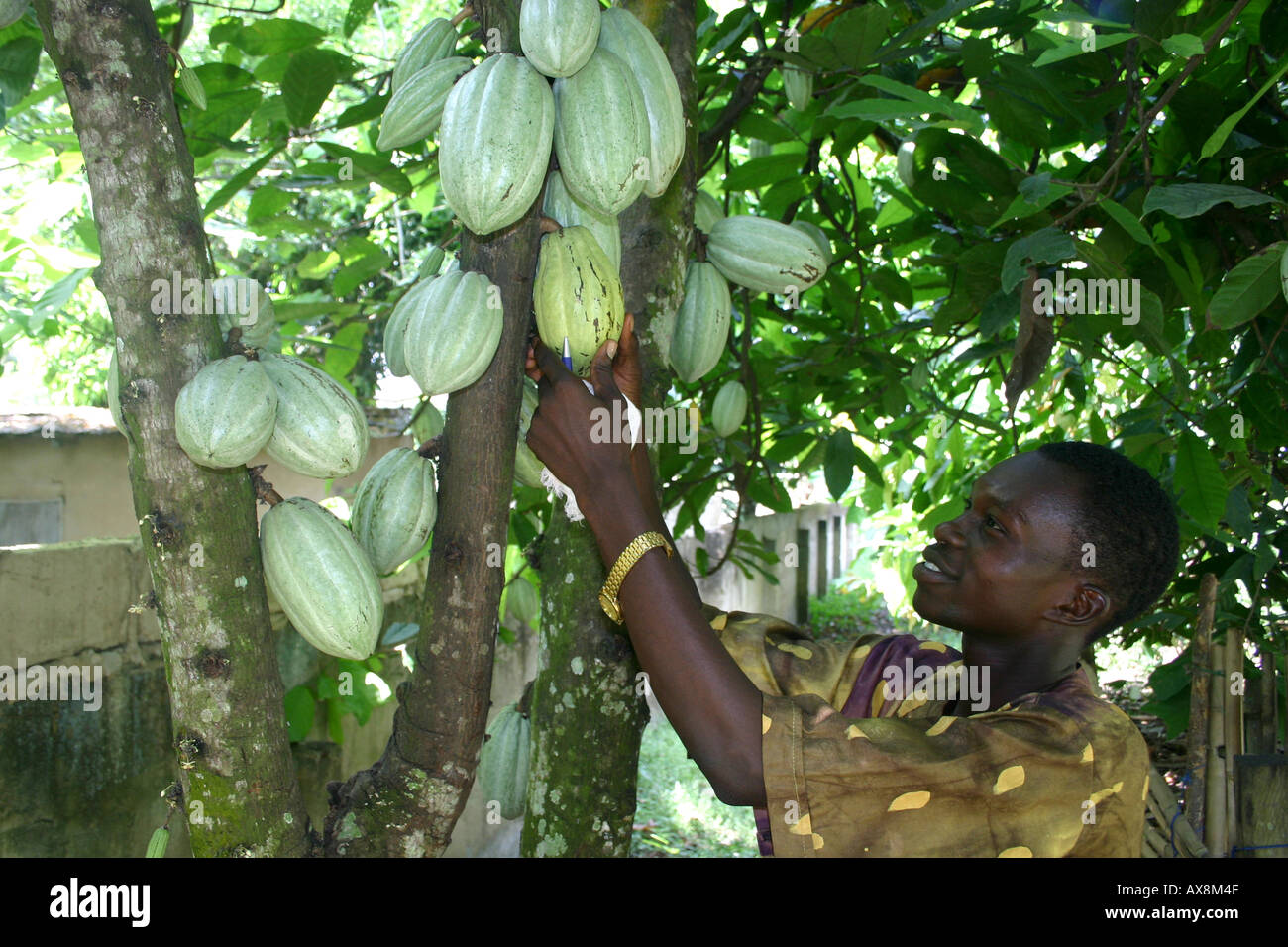 Cocoa In Ghana High Resolution Stock Photography and Images Alamy