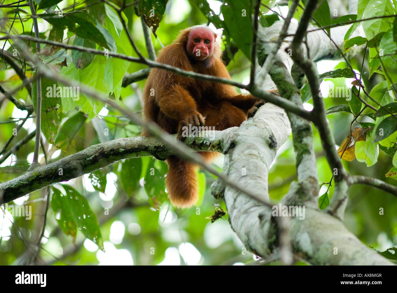 Red uakari monkey Cacajao calvus ucayalii WILD Stock Photo Alamy