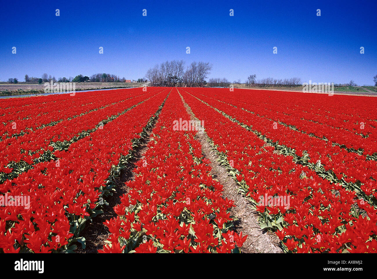 Tulipfield, De Zilk Netherlands Stock Photo