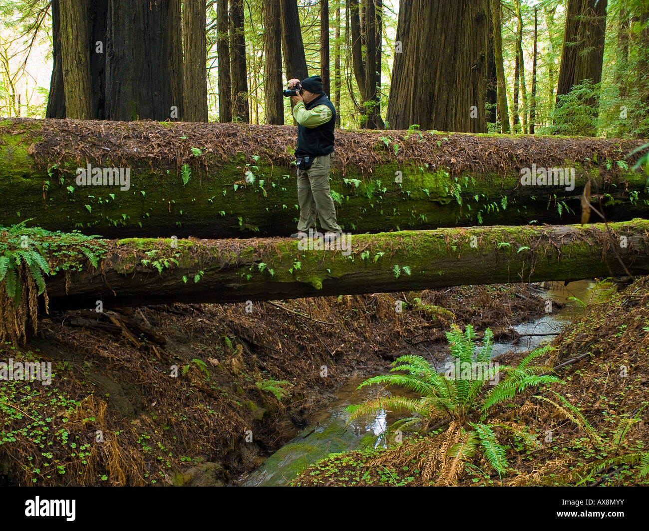 Photographing the Redwoods Humboldt Redwoods State Park California USA