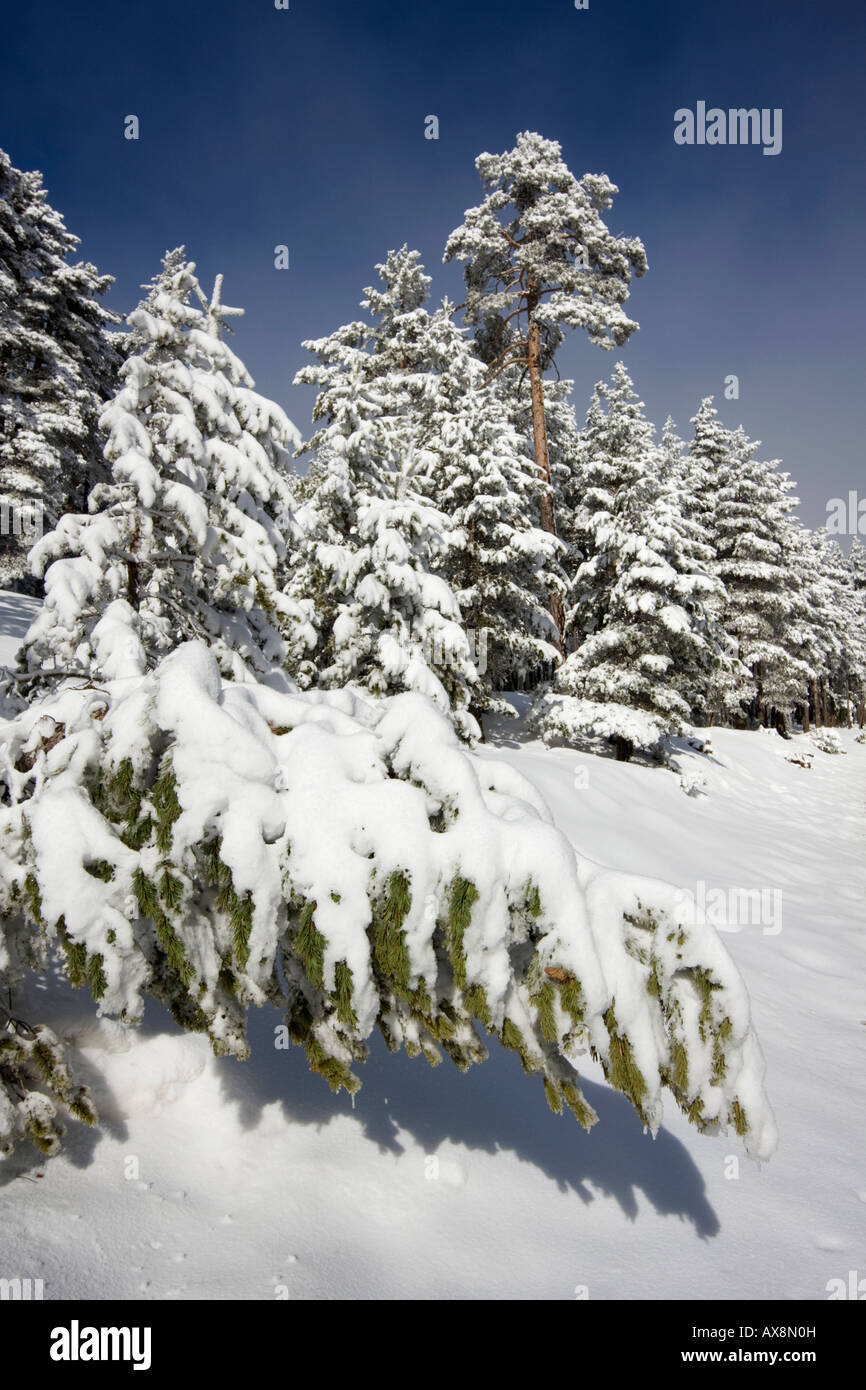 Snowy pine forest, Gudar mountains, Teruel Spain Stock Photo