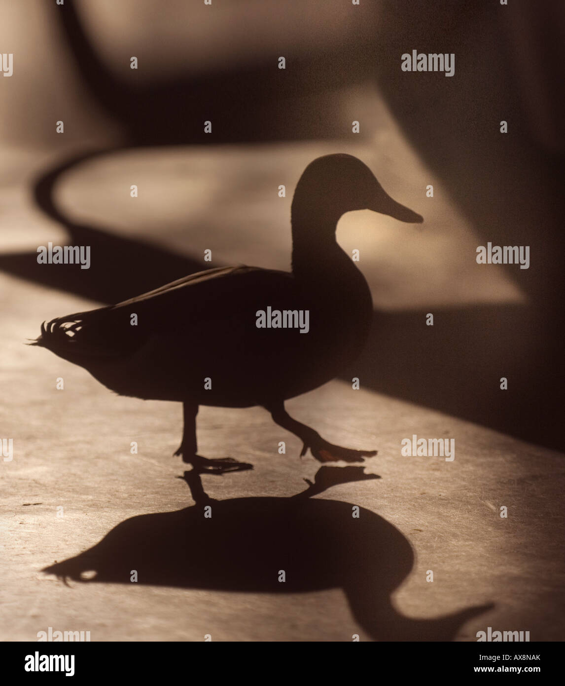 silhouettee of a duck in shadows Stock Photo