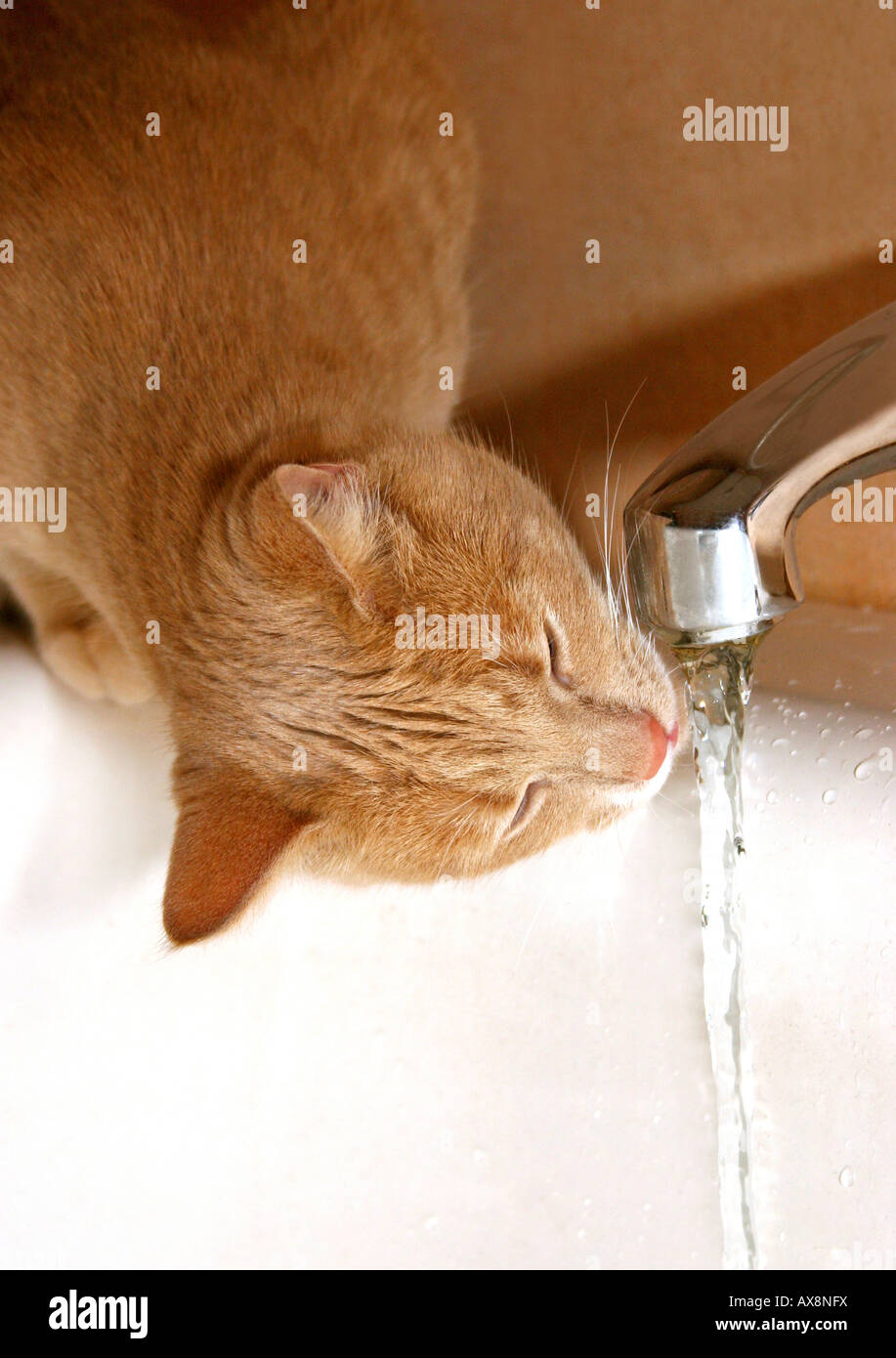 Cat drinking tap water Stock Photo Alamy