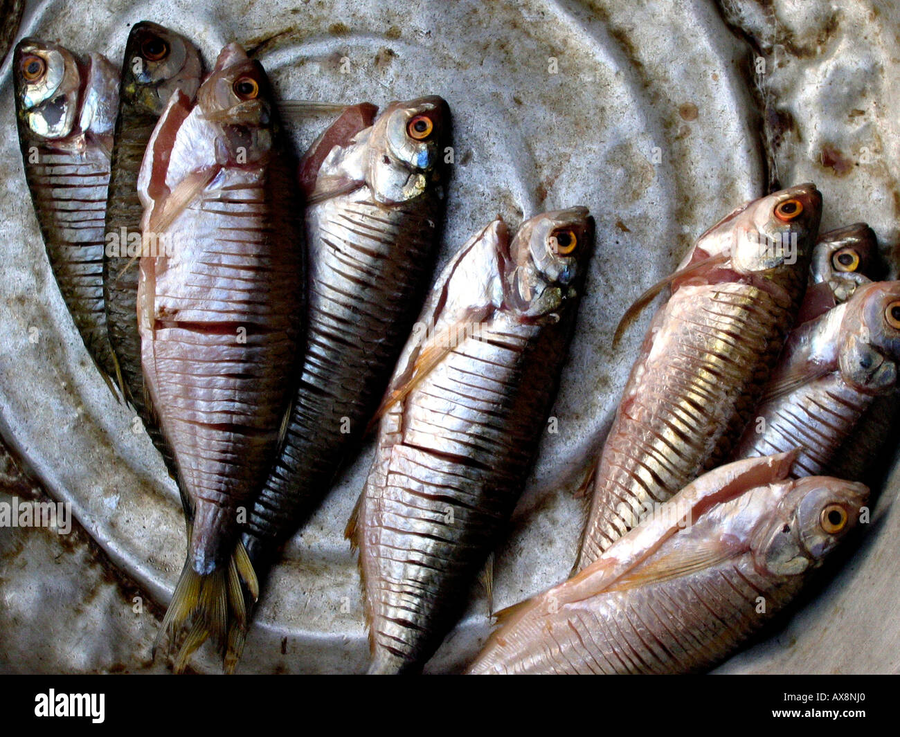 Fish, Palenque, Colombia, South America Stock Photo