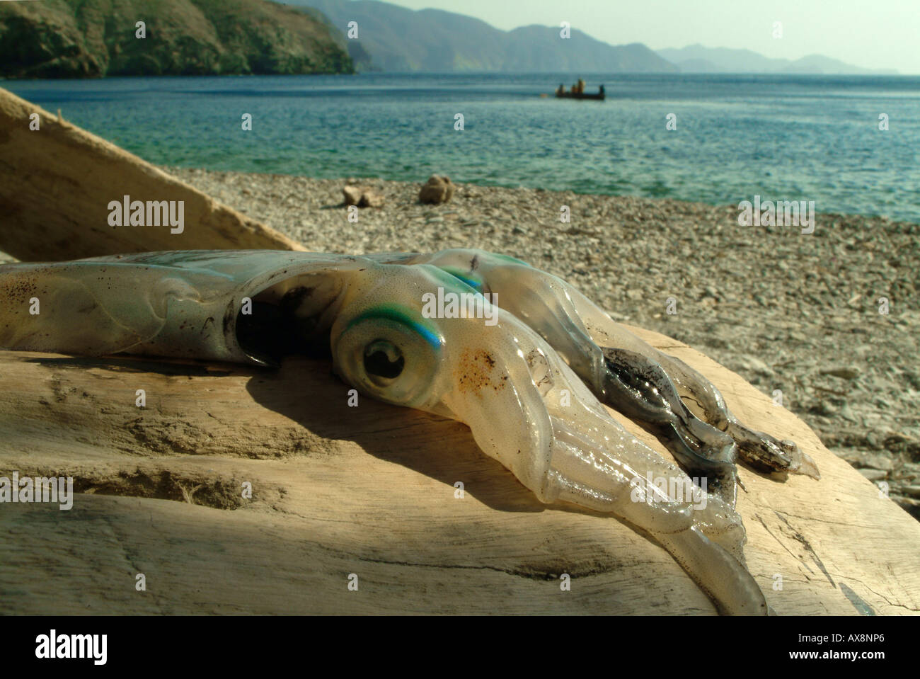 Octopus waiting to be cooked, Taganga, Santa Marta, Colombia, South America Stock Photo