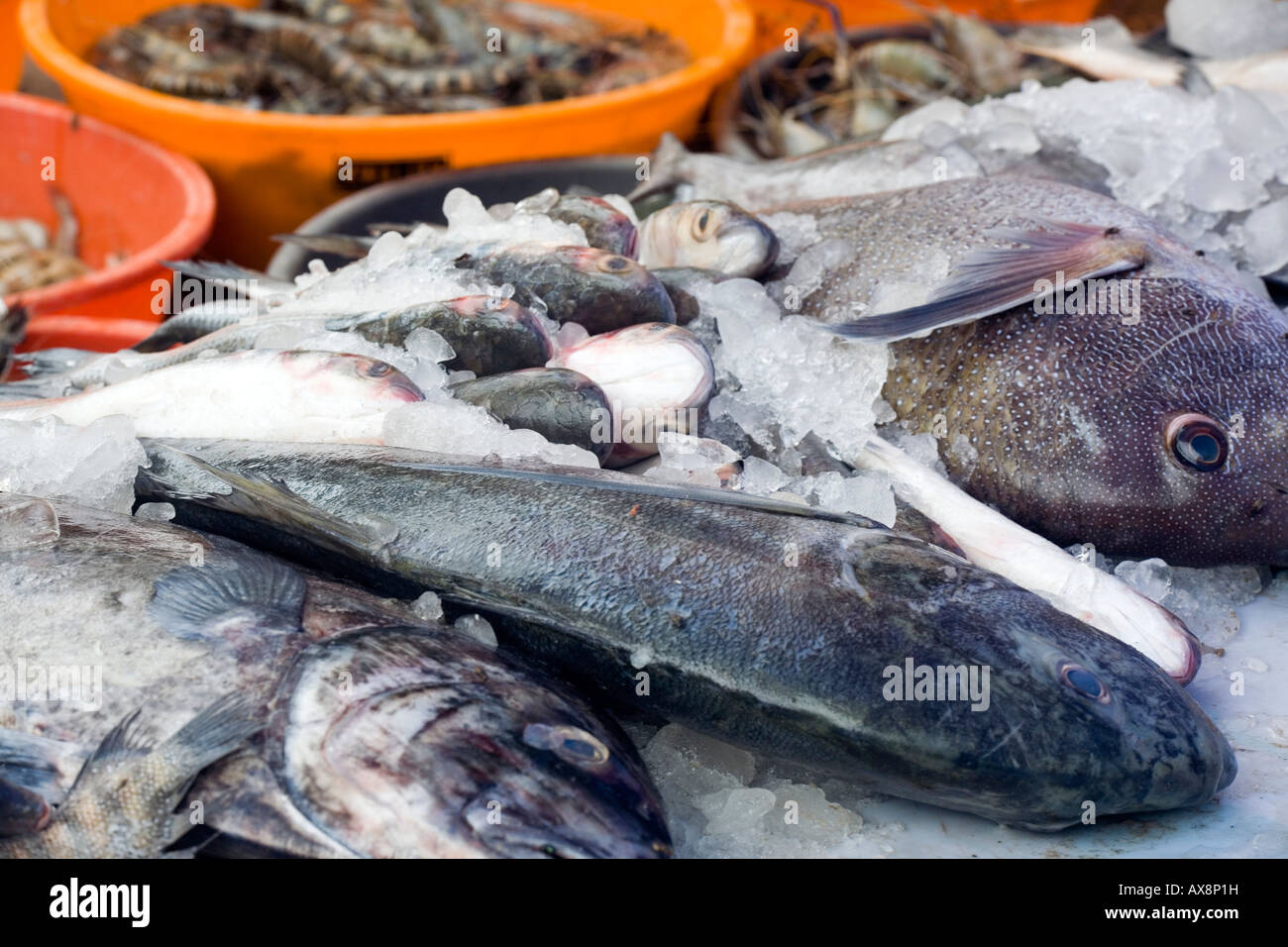 Display of fresh catch of fish at open air fish market on the quay Fort