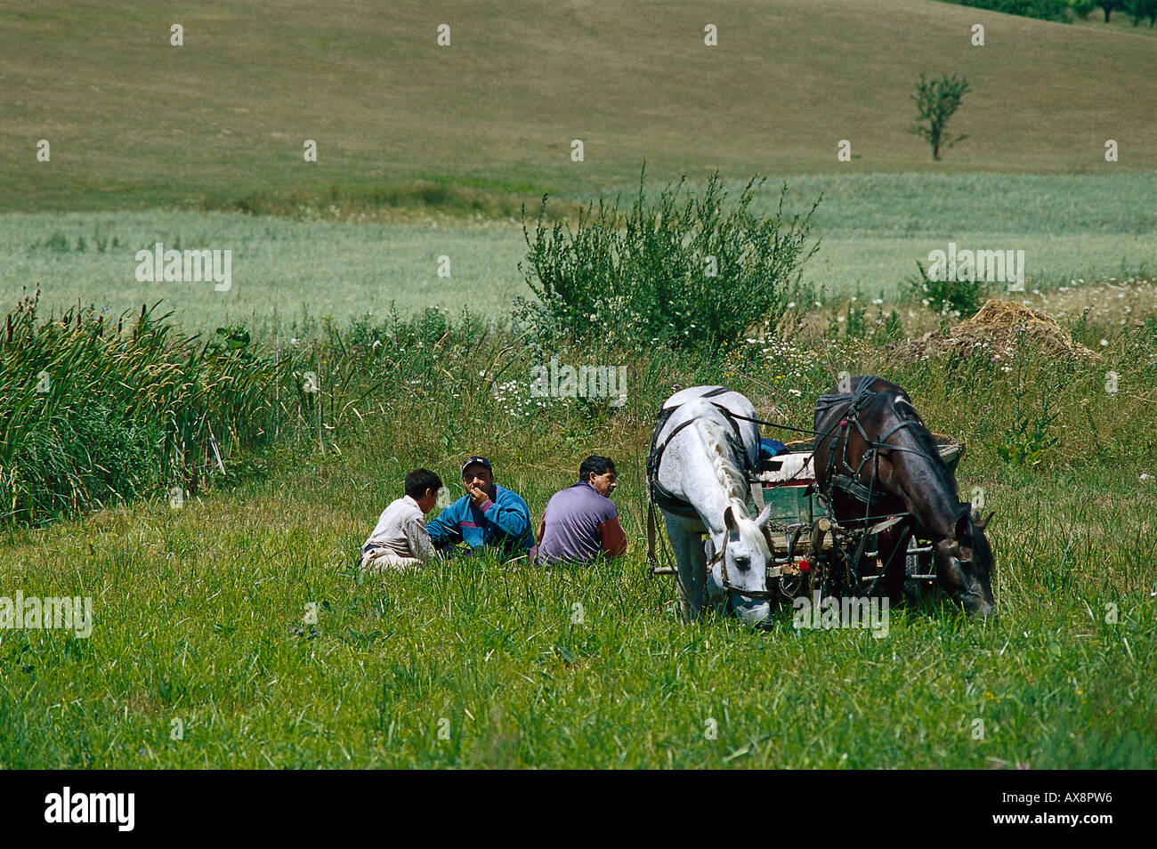 Laendliche Szene, Transylvanien Rumaenien Stock Photo