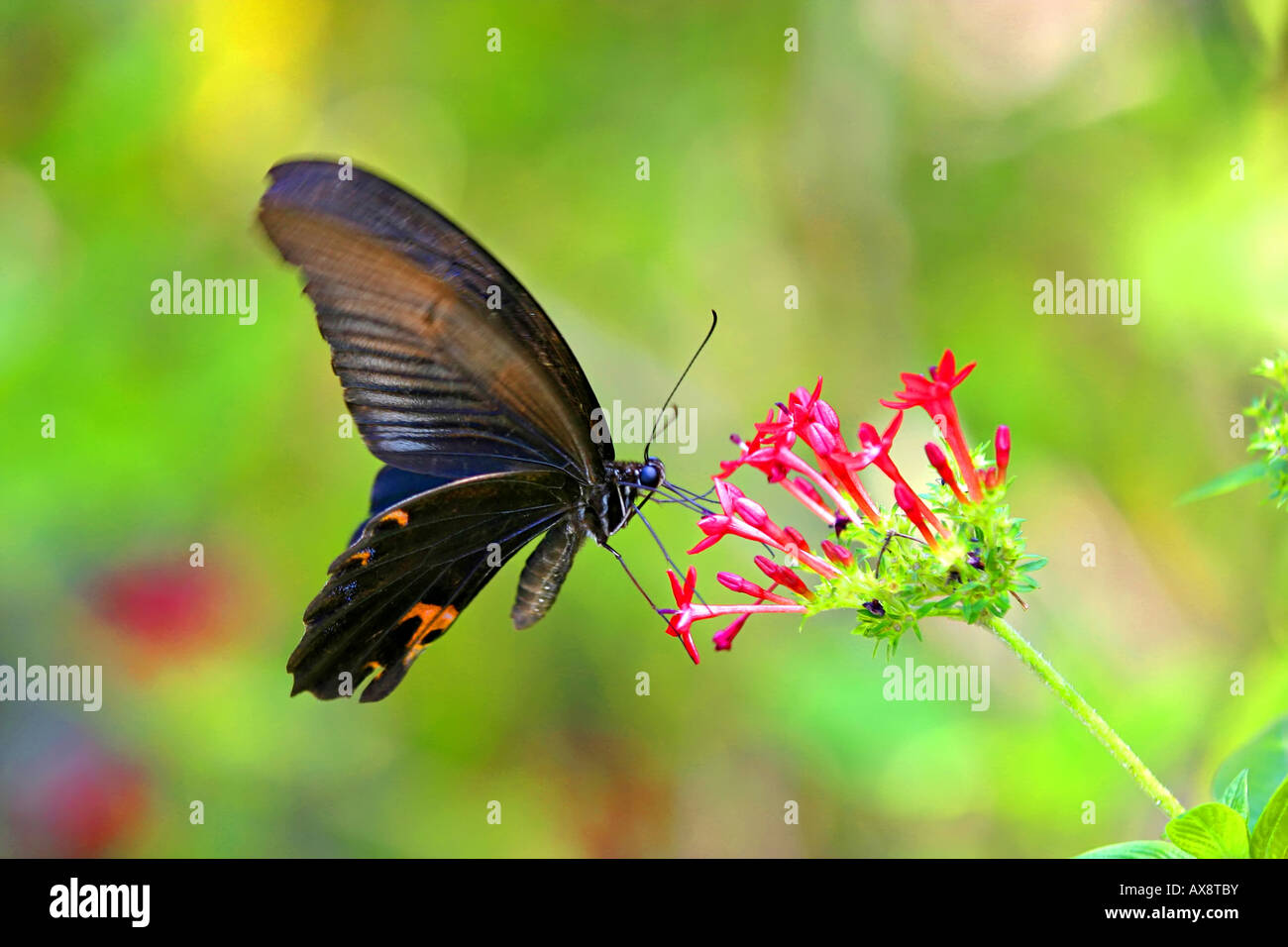 Thebutterfly hi-res stock photography and images - Alamy