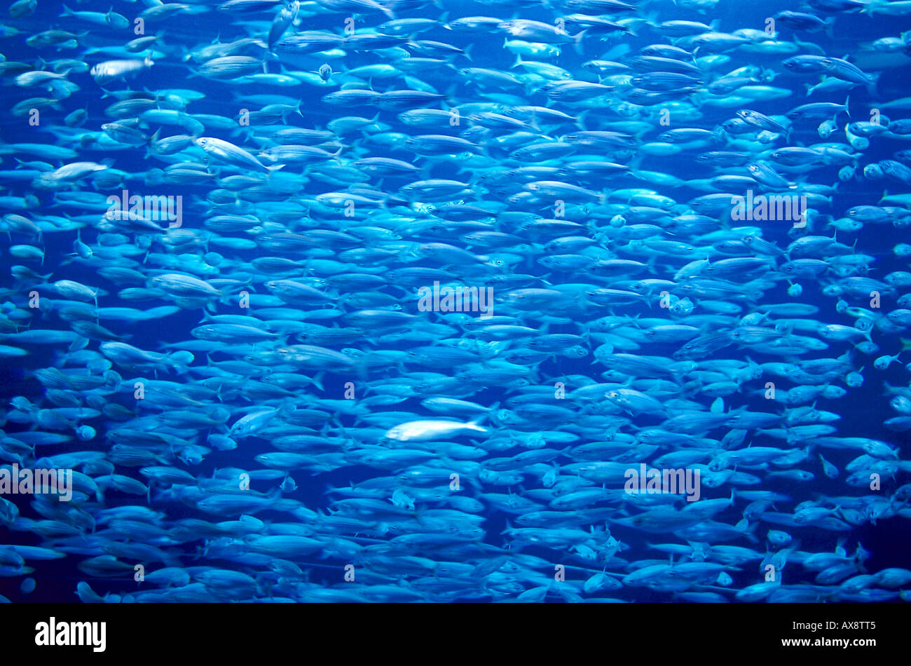 Fishes, Aquarium, Loro Parque, Puerto de la Cruz, Tenerife Canary Islands, Spain Stock Photo