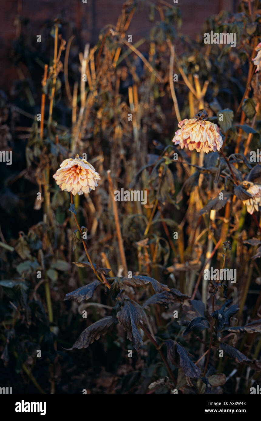 Cutting back dahlias hires stock photography and images Alamy