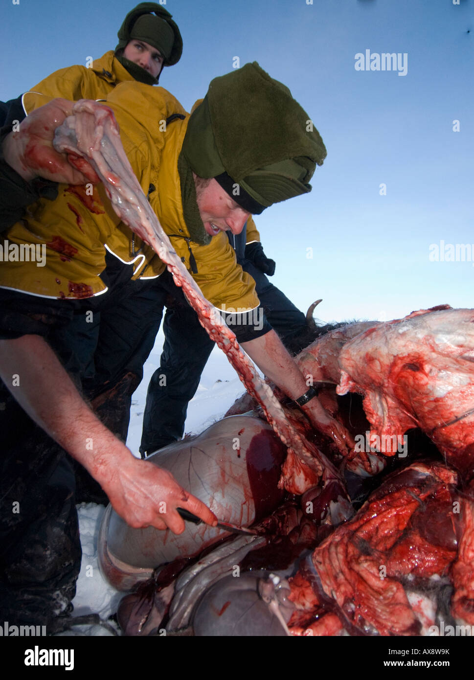 Without food for almost 2 days the recruits must kill skin and butcher a musk ox for food Survival week Danish Special Forces Stock Photo