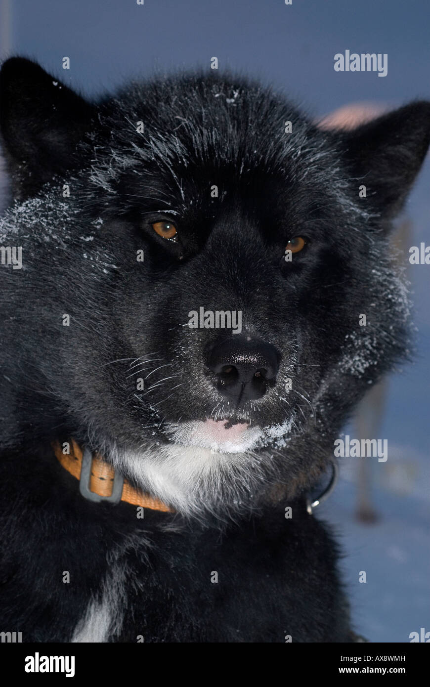 greenlandic sled dog in closeup with frost on fur Stock Photo