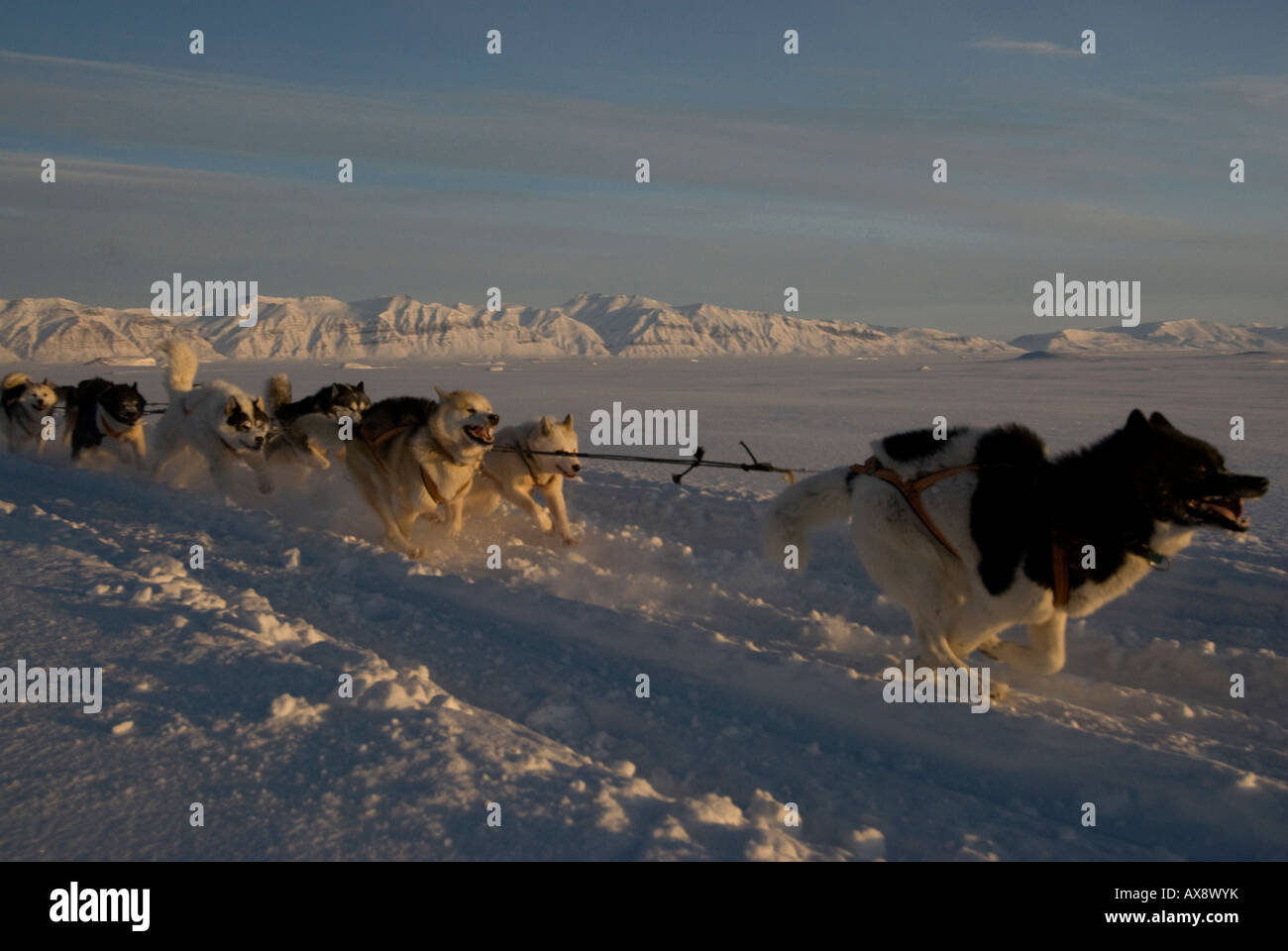 snow dog,husky,running,harness,travel greenland Stock Photo