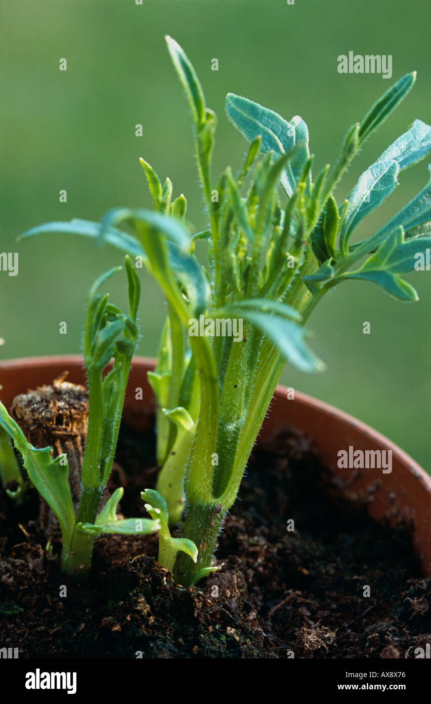 Young shoot from a potted dahlia tuber in plant pot Stock Photo