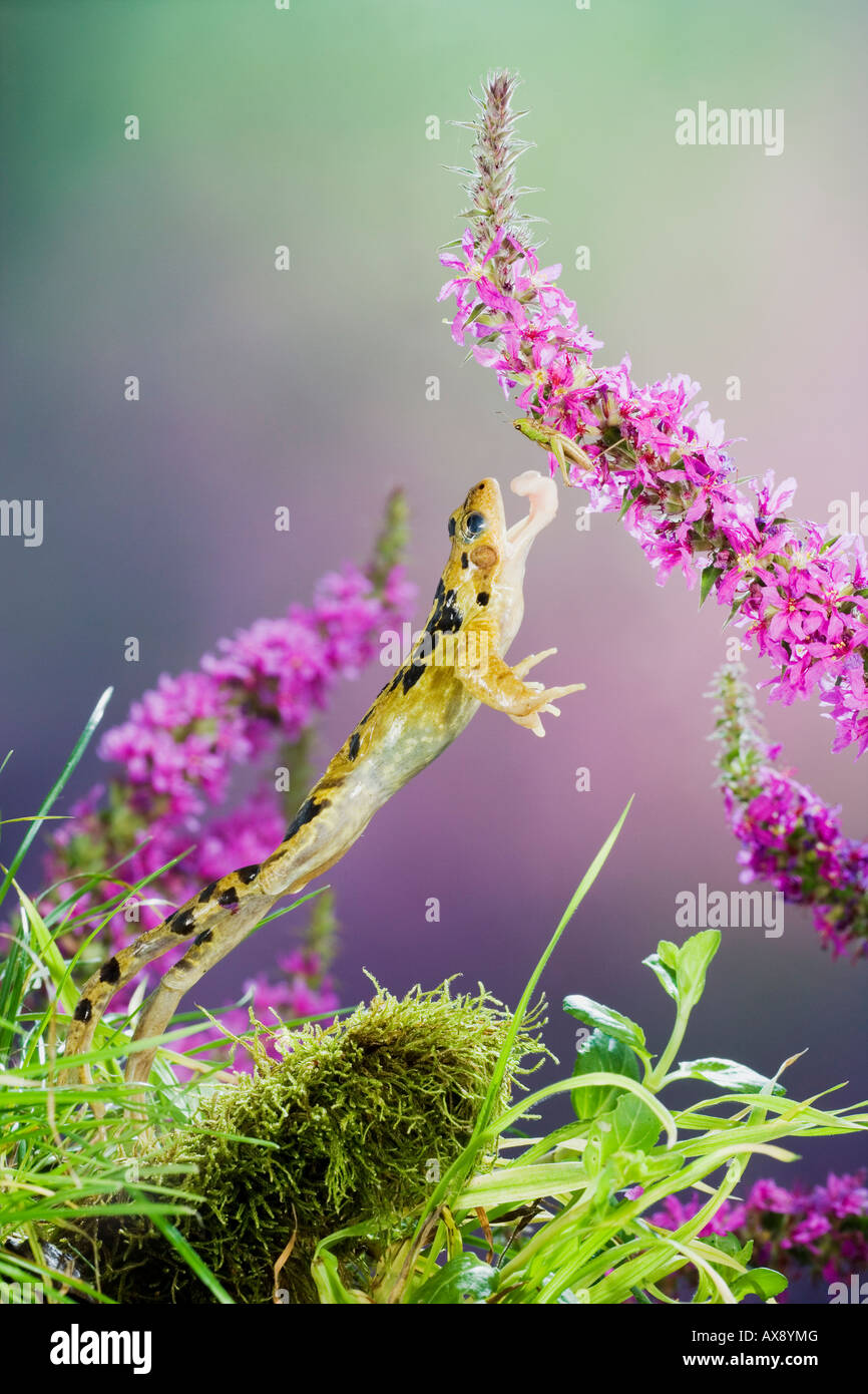 Frog Tongue High Resolution Stock Photography and Images Alamy