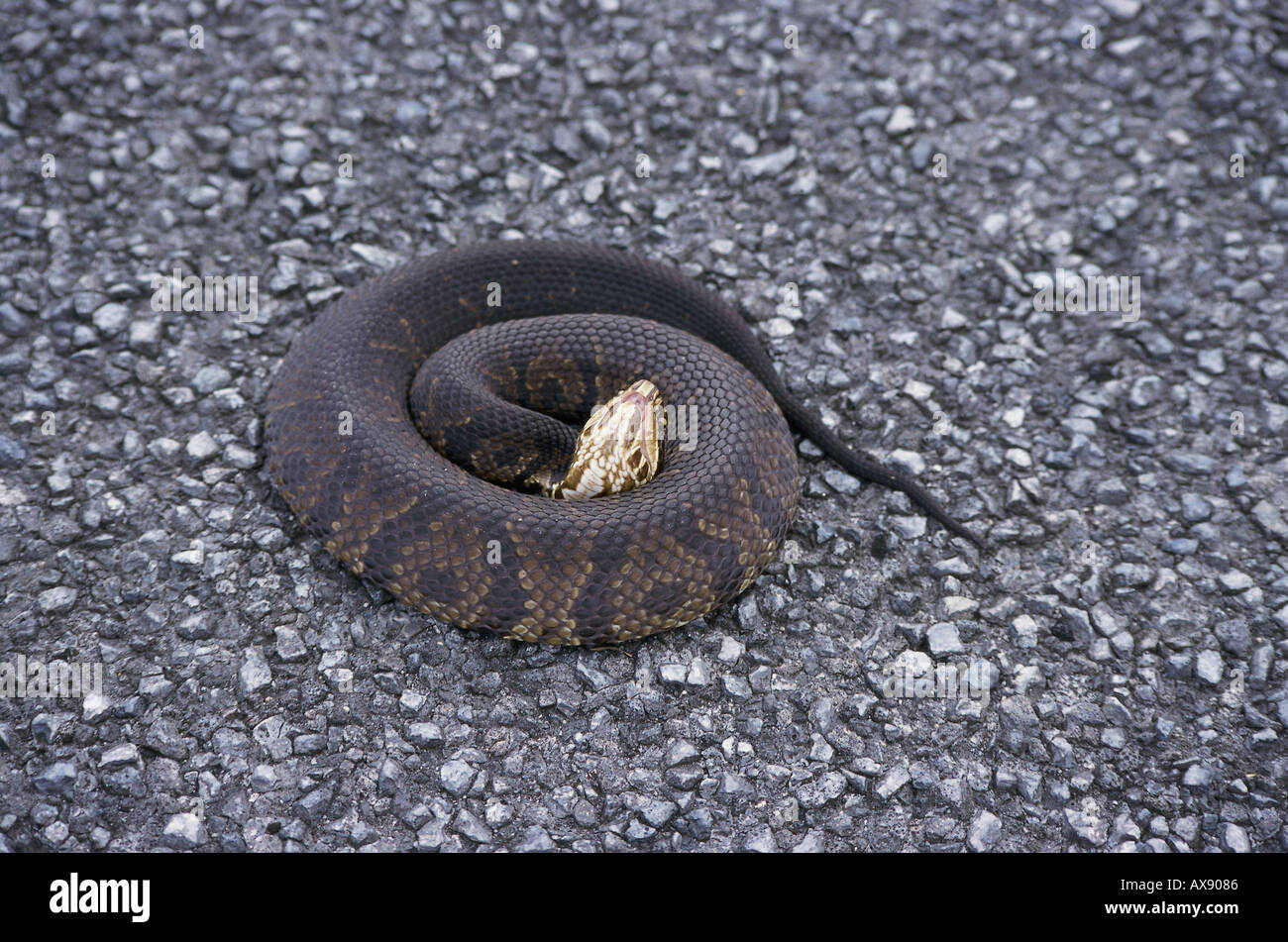 Cottonmouth Water Moccasin Stock Photo Alamy