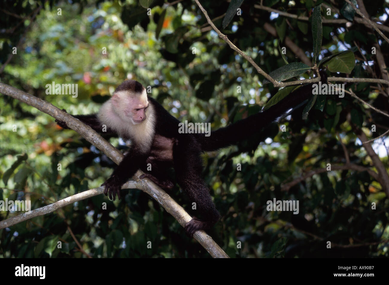 White faced Monkey Stock Photo - Alamy