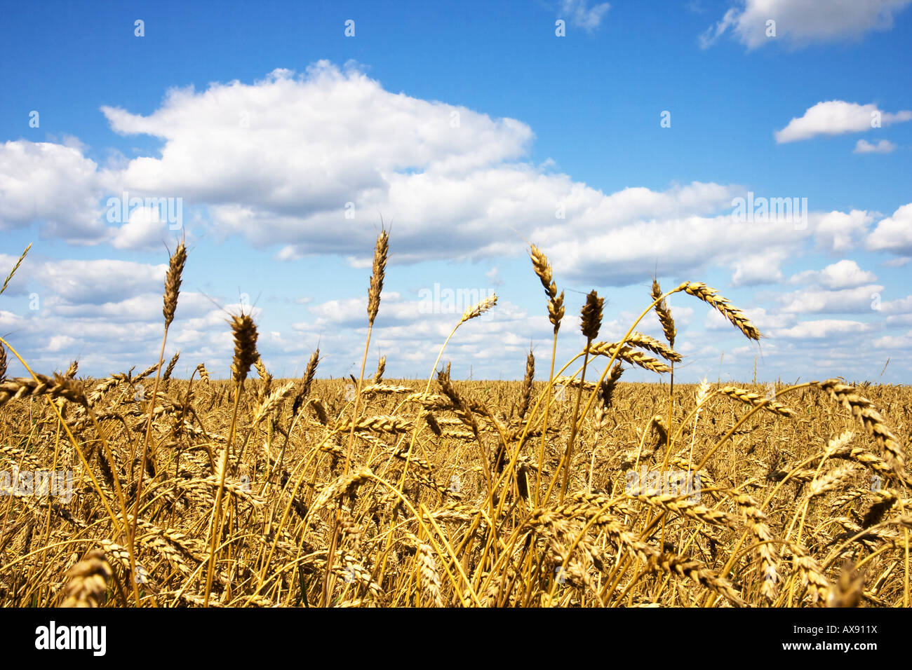 Wheat field in summer day Stock Photo - Alamy