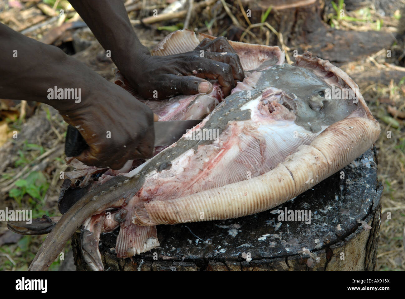fisherman cutting ray fish for stew (court bouillon) cooked on open fire barbecue, creole cuisine Stock Photo