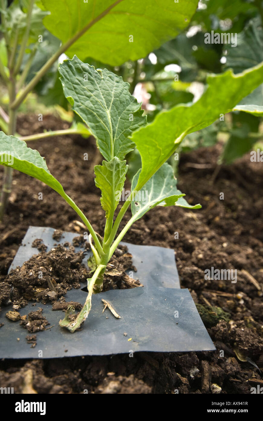 Cabbage plant plastic collar Stock Photo