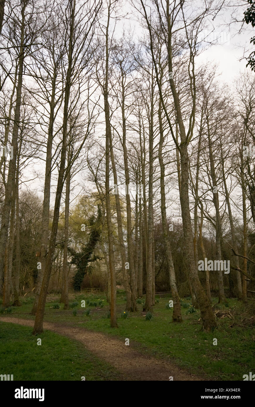 Deciduous trees winter Stock Photo Alamy