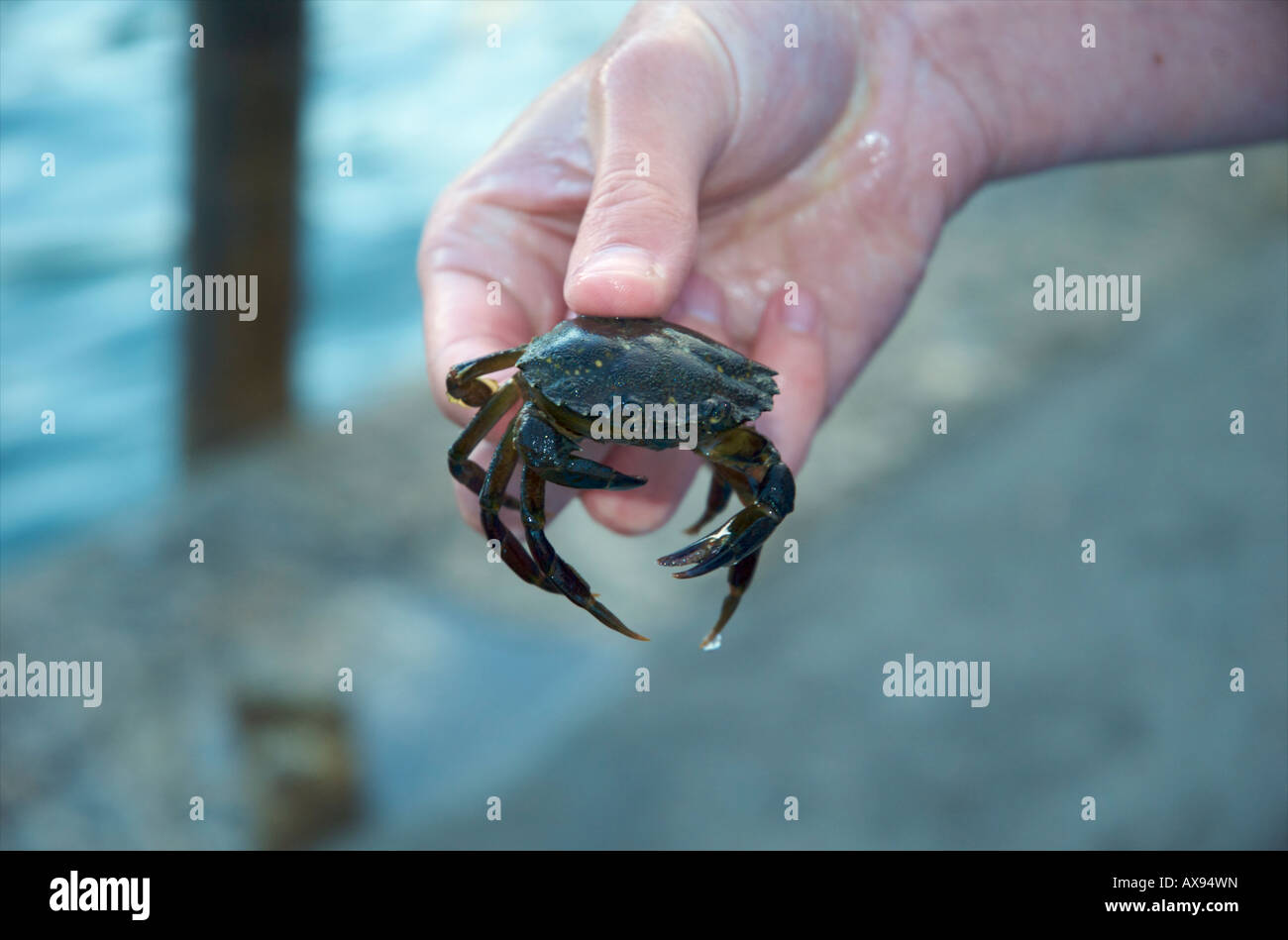 Small crab being held between fingers Stock Photo Alamy