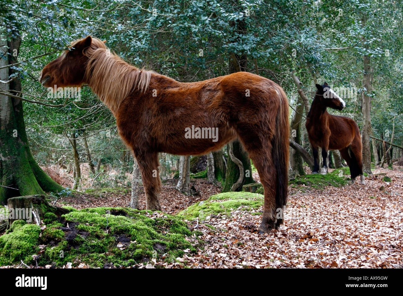 New Forest ponies feeding in woodland, Brockenhurst, New Forest National Park Stock Photo