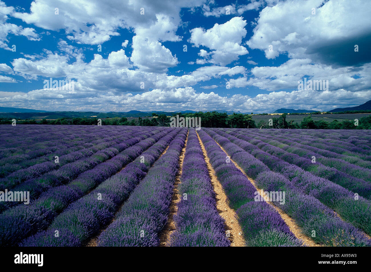 Lavendelfeld, Provence Frankreich Stock Photo