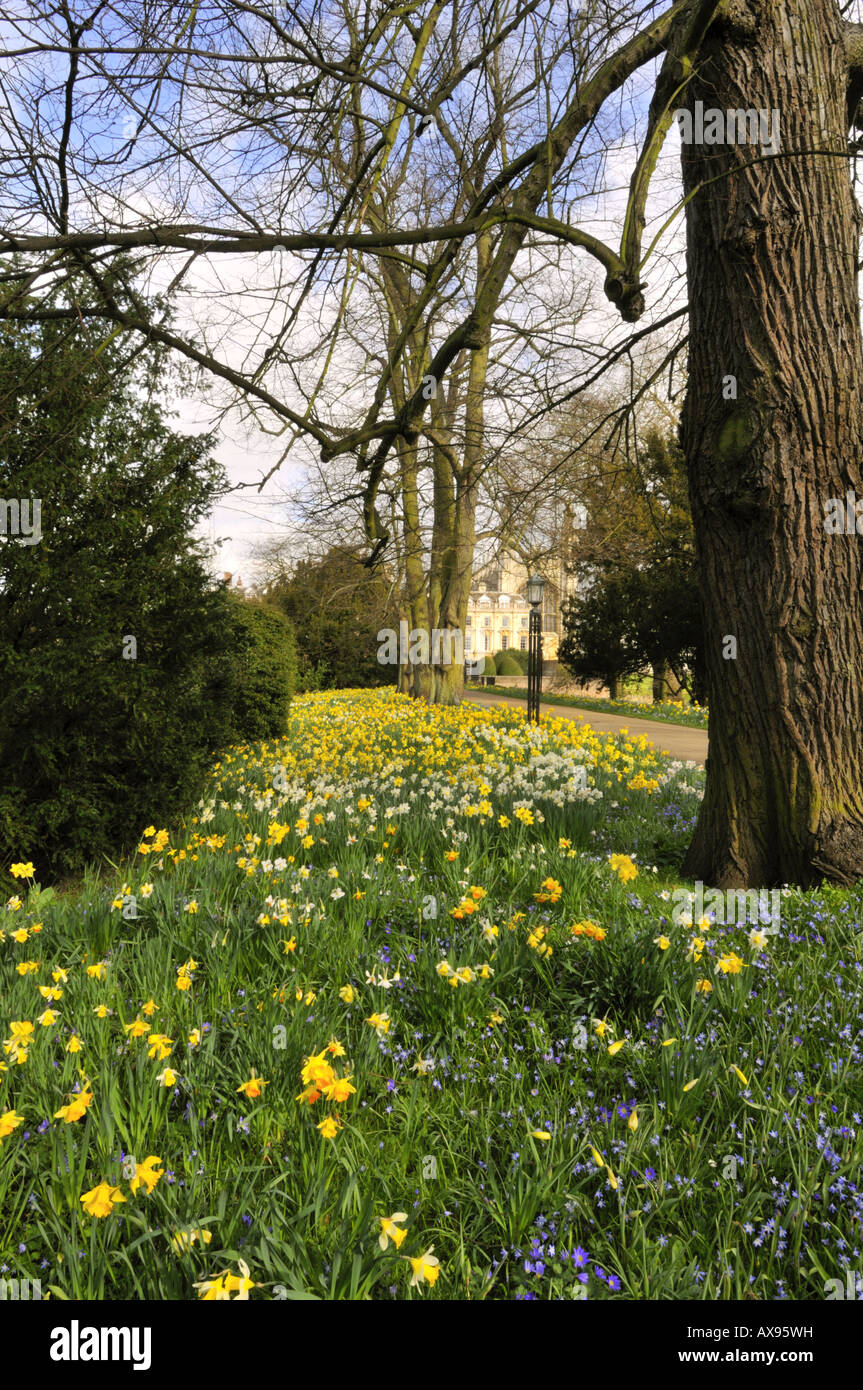 Blooming daffodils at Clare college Cambridge UK Stock Photo