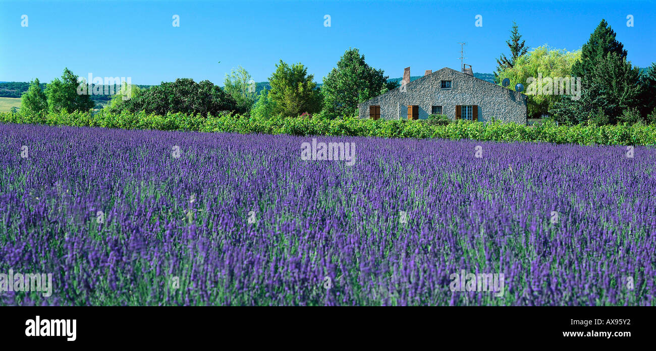 Lavendelfeld, Landhaus, Alpes de Haute Provence Provence, Frankreich Stock Photo