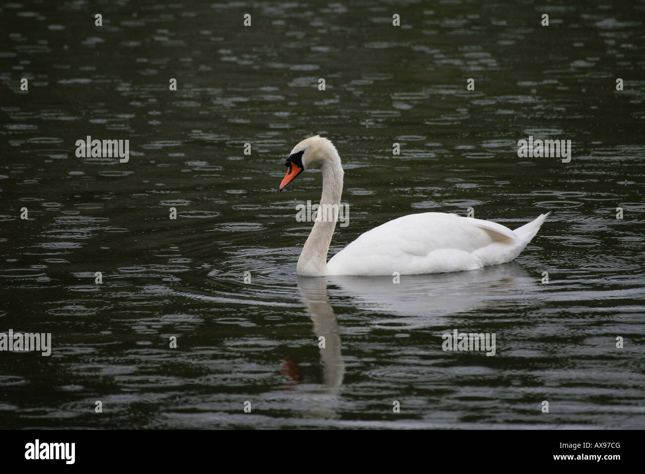 When It Rains It Swans >> Swan Swimming In Rain In Stock Photos Swan Swimming In Rain In When It Rains It Swans >> Swan Swimming In Rain In Stock Photos Swan Swimming In Rain In