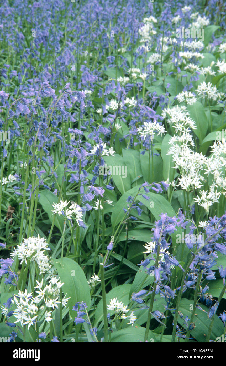 Bluebells (Endymion non-scriptus) & Ramsons / Wild Garlic (Allium ursinum) Stock Photo