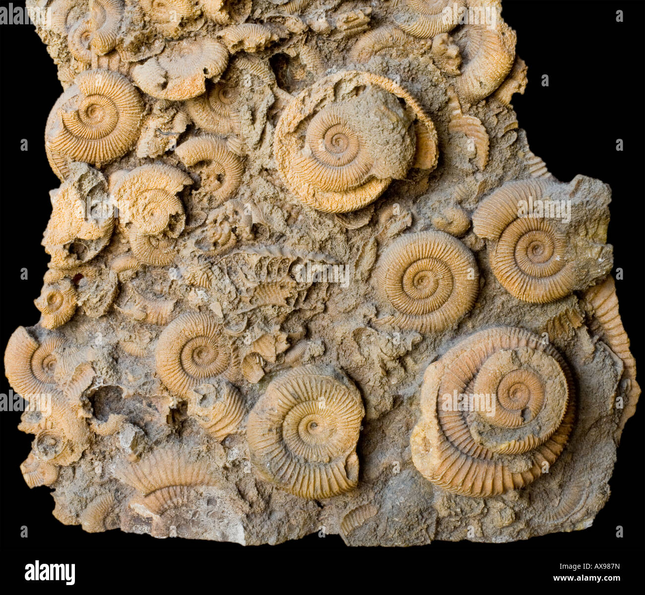 Geology Paleontology Fold of Fossil shells Stock Photo Alamy