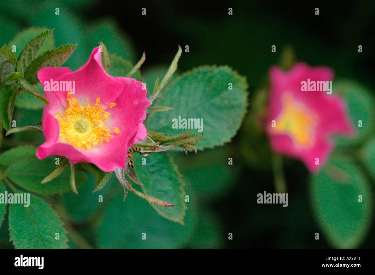 Flowering dog roses Stock Photo - Alamy