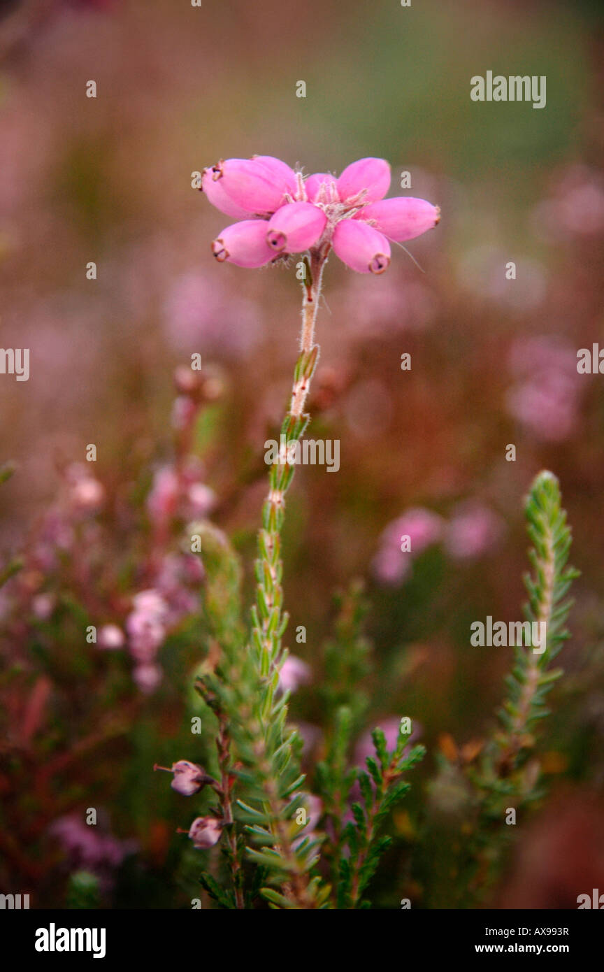 A close up of flowering bell heather. Erica cinerea . Stock Photo