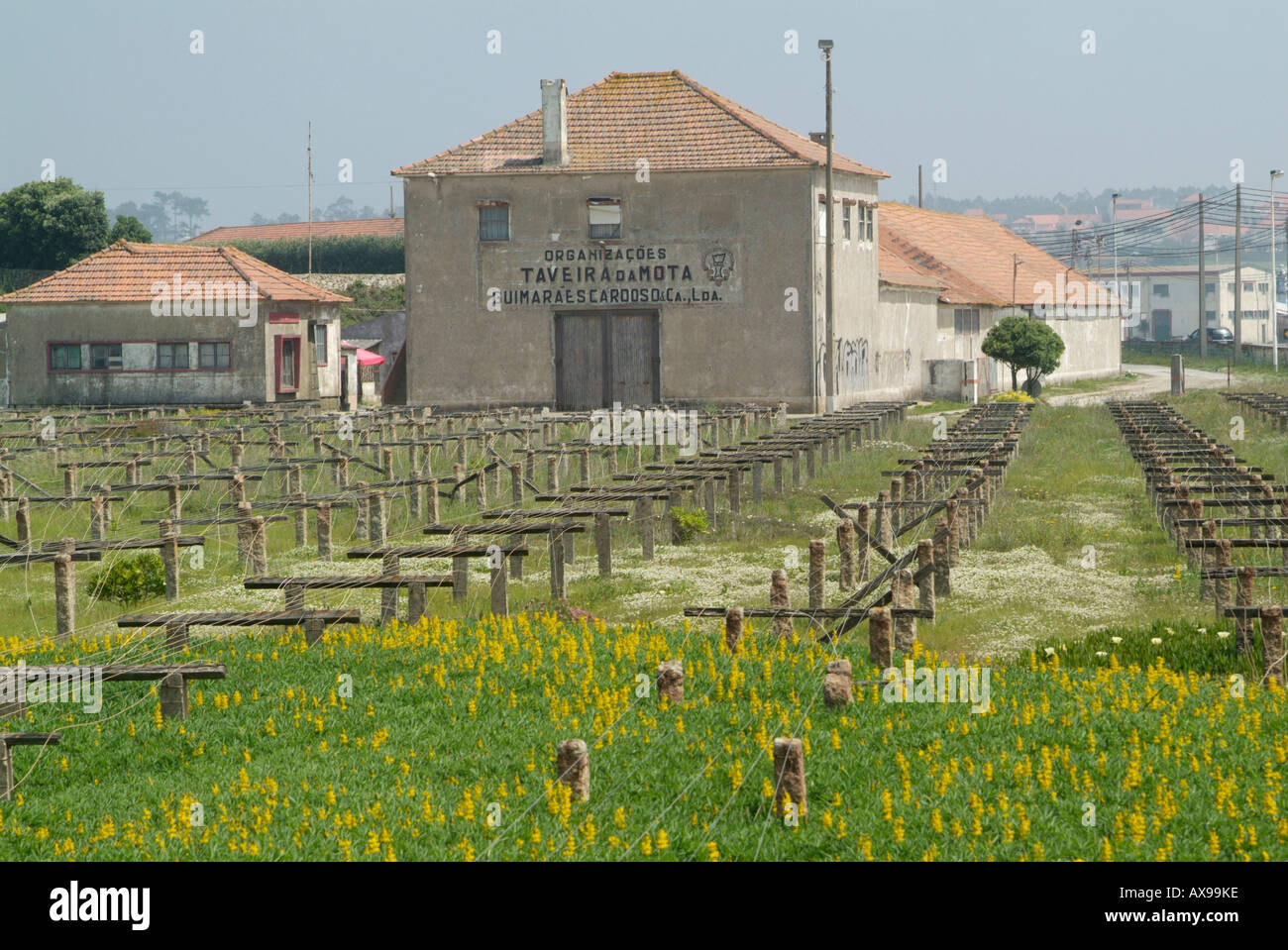 drying cod beds in portugal Stock Photo
