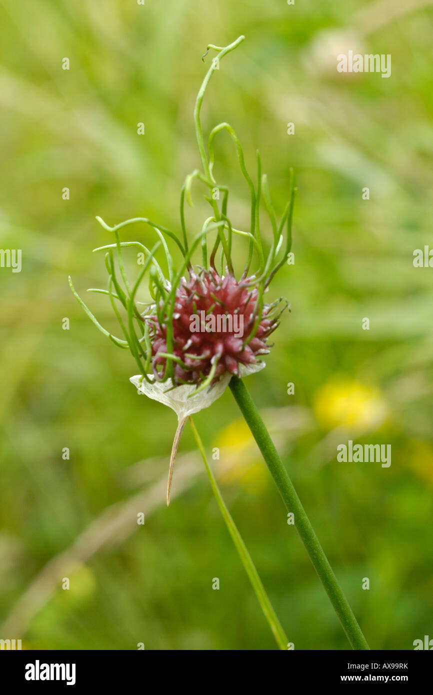 Onion weed or wild hires stock photography and images Alamy