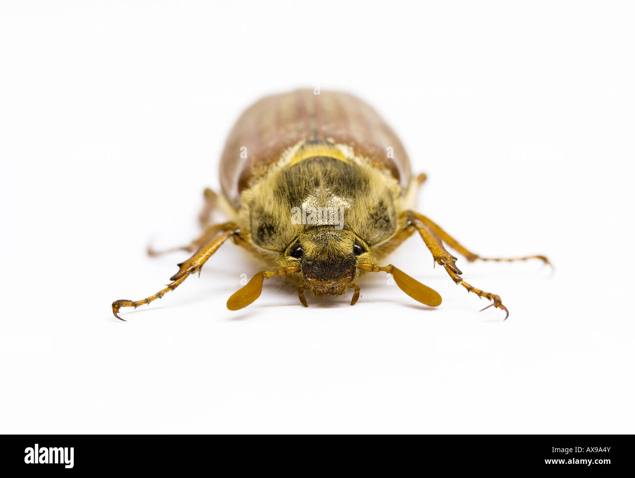 Cockchafer or Maybug (Melolontha melolontha) Stock Photo