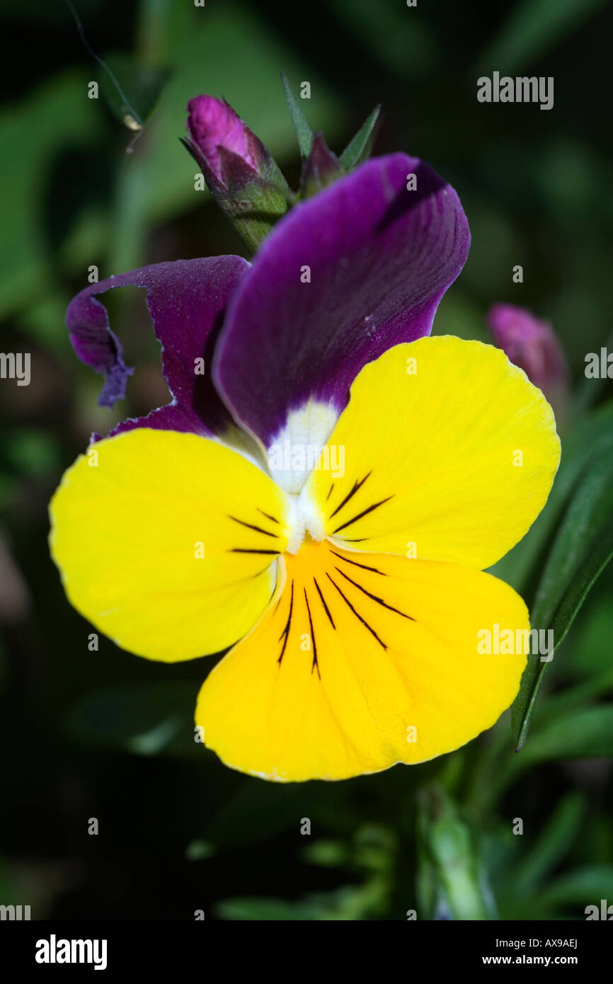 Johnny jump hires stock photography and images Alamy