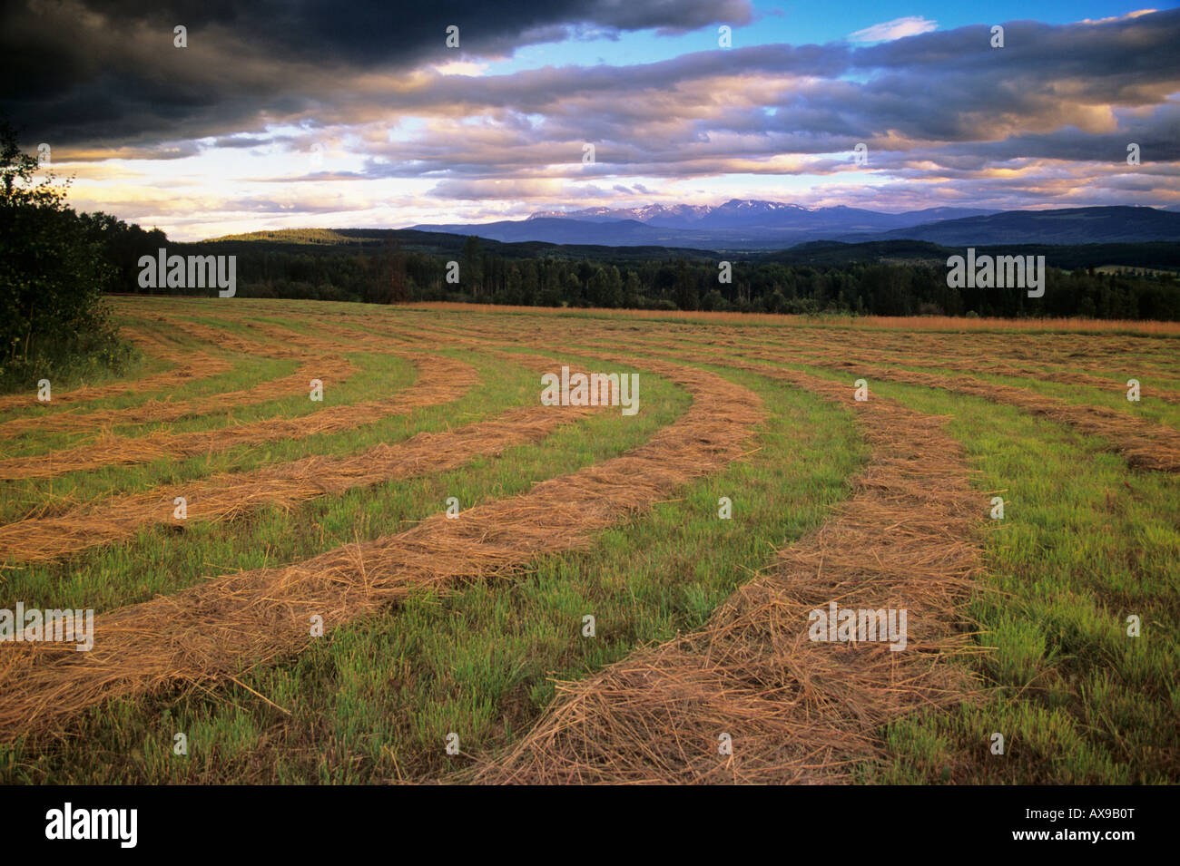 Rows of cut hay in field Smithers Bulkley Valley British Columbia Stock Photo Alamy