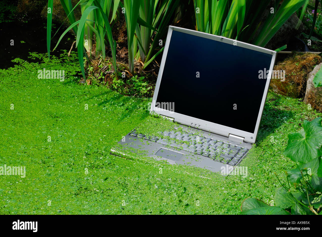 Laptop sinking in weed filled water Stock Photo