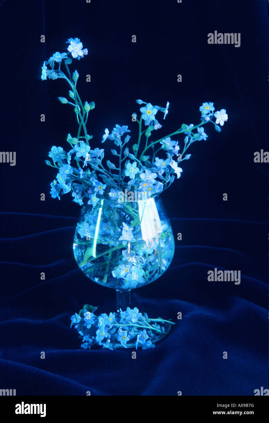 Forget-me-not in glass arrangement still life floral botanical flora flower flowers cut out table top composition Stock Photo