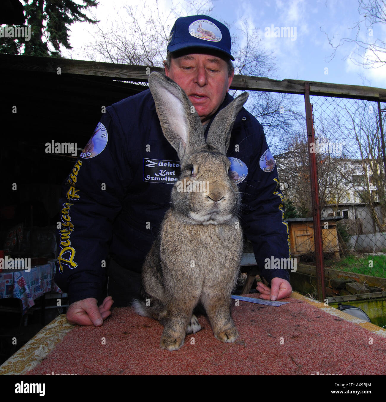 German grey cheap giant rabbit