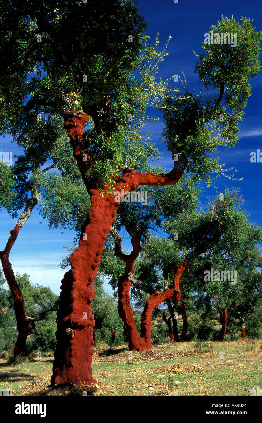 Cork Trees Extremadura Spain High Resolution Stock Photography and