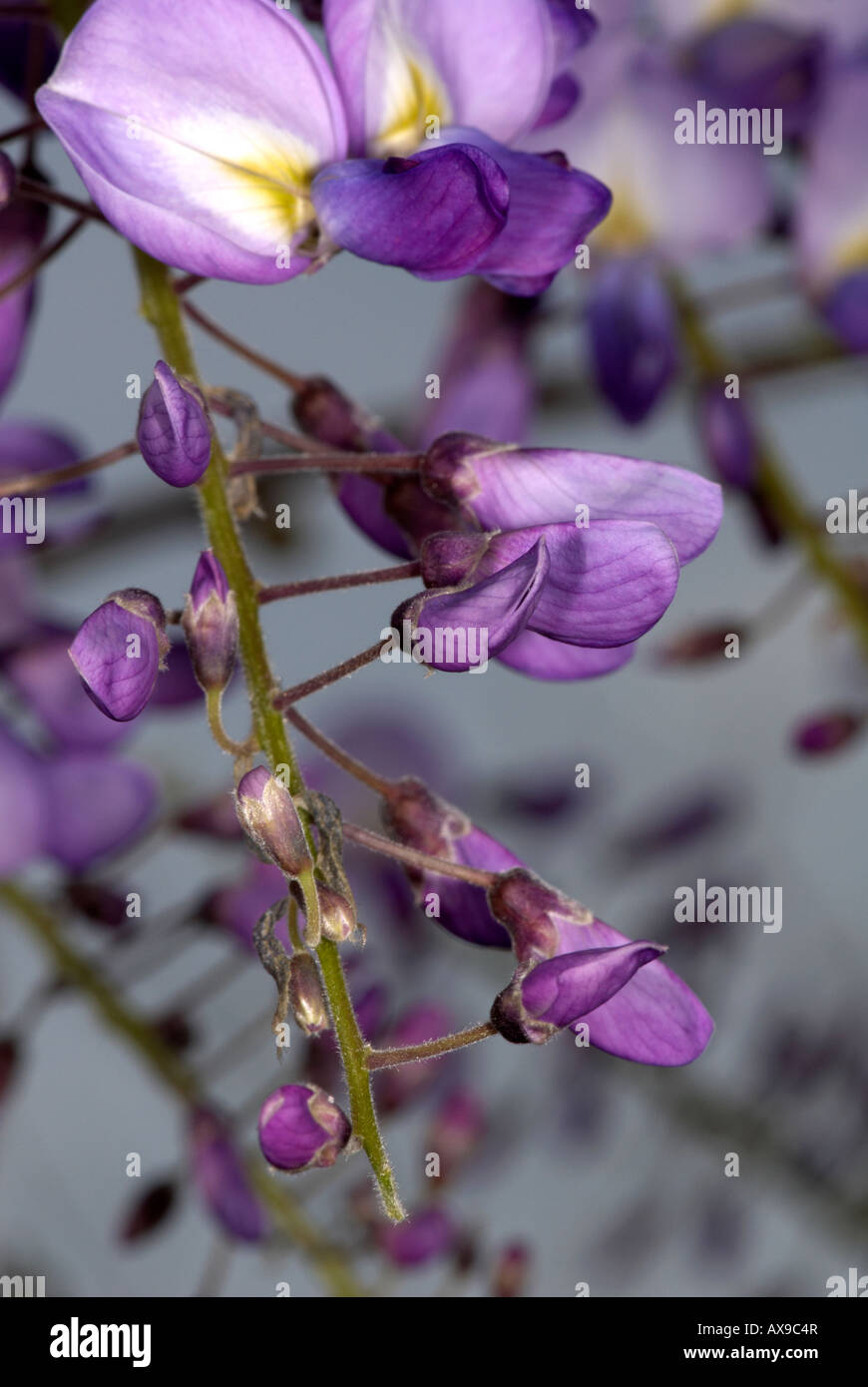 Flower Buds Wisteria Stock Photos & Flower Buds Wisteria Stock Images