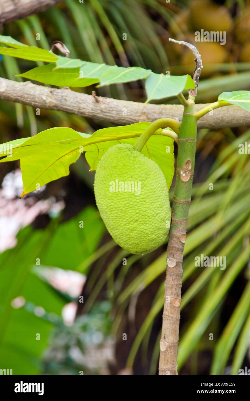 Jack fruit hanging in a tree in Cancolim Goa Stock Photo Alamy