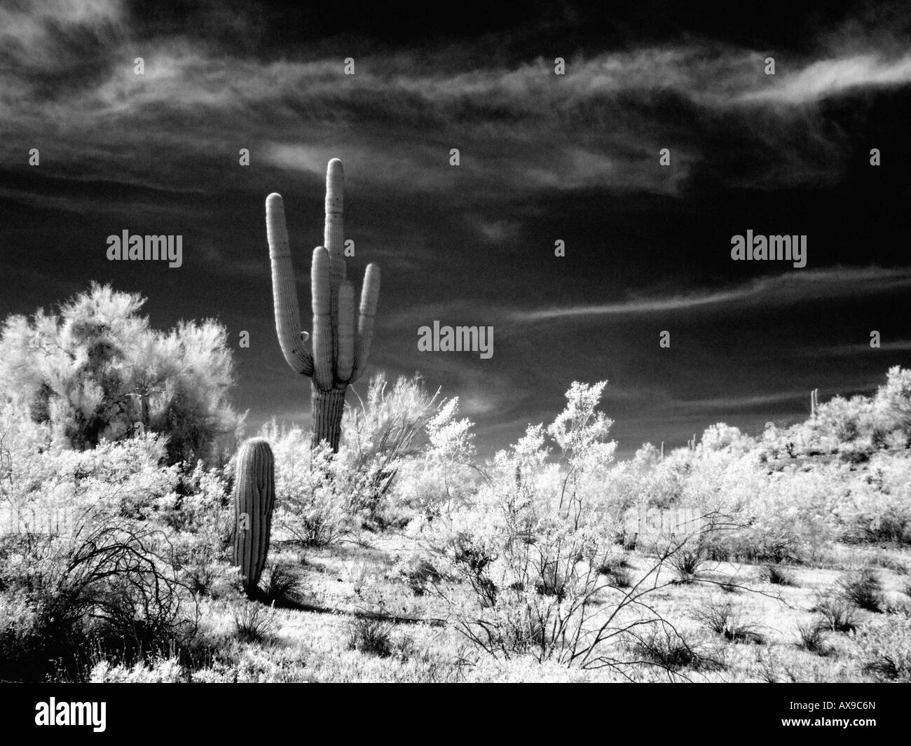 Desert Landscape in Infrared Stock Photo